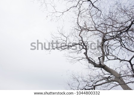 Tree branches on white branches, natural background