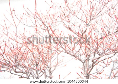 Upper Branches Of Tree. Sunlight Through Green Tree Red