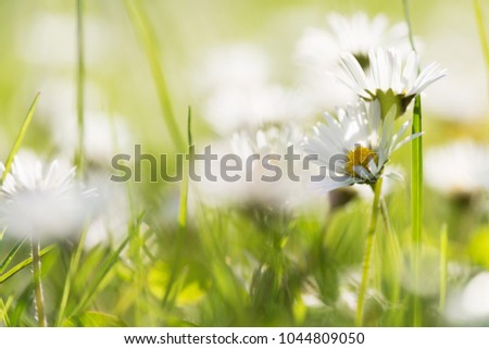 Daisy flowers in meadow