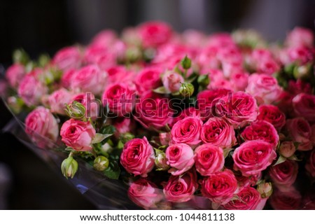 Background of a wonderful little beautiful crimson pink roses in a flower shop on the black background