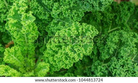 Close up of green curly kale plant in a vegetable garden. Royalty-Free Stock Photo #1044813724