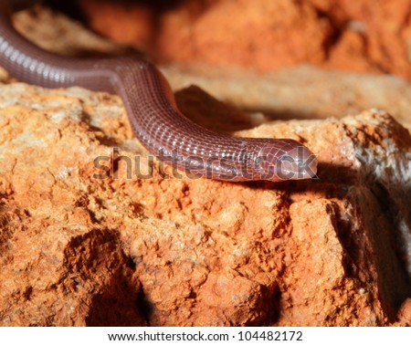 Worm Lizard on a rock
