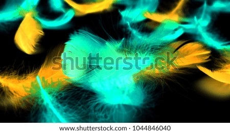 Blue and yellow feather on a black background