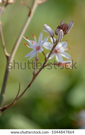 flora of Gran Canaria -  flowering white Asphodelus ramosus background