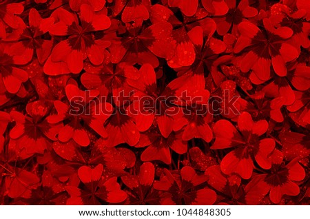 background picture consists of red flowers