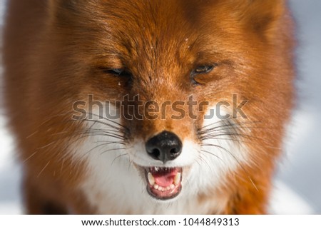 Beautiful Winter Portrait of a Red Fox in the morning