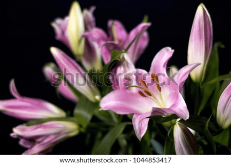 Beautiful bouquet of flowers on a black background. Lilies in bloom.