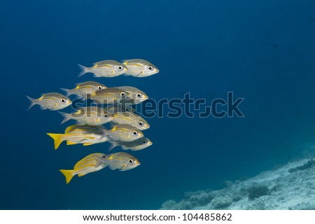 Snappers yellow tail, Ocyurus chrysurus in deep blue of indian ocean. Picture take in Ari atoll - Maldives
