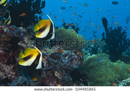 Red Sea bannerfish Heniochus intermedius  in deep blue of indian ocean. Picture take in Ari atoll - Maldives