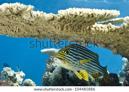 Indian Ocean oriental sweet lips Plectorhinchus Diagrammus under coral table in lagoon of indian ocean. Picture take in Ari atoll - Maldives.