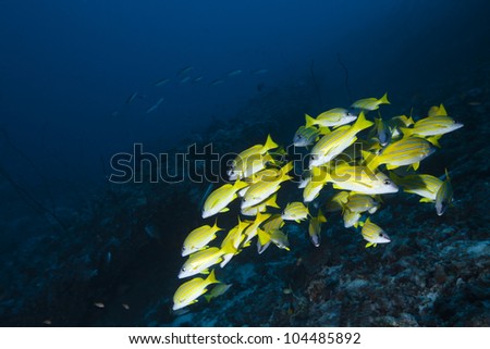 Snapper blue strip in deep blue of indian ocean. Picture take in Ari atoll - Maldives