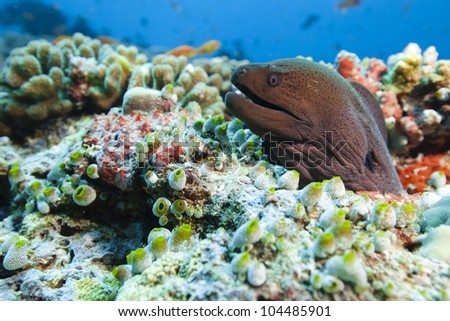 Moray on the reef of lagoon in idian ocean. Picture take in Ari atoll - Maldives.