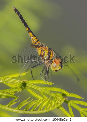 Aethriamanta aethra dragonfly resting on green leaf with green nature blurred background.