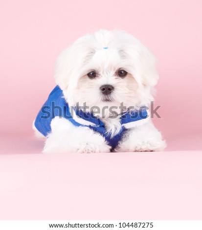 Cute and fluffy young Maltese puppy, sweet pony tail on head, wearing blue dog coat sitting on pink background.
