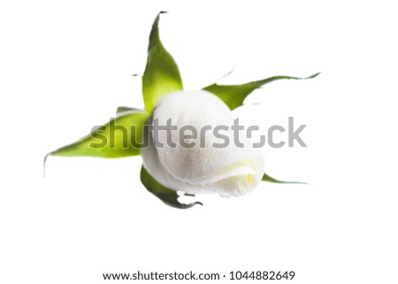 Rose Bud isolated on white background