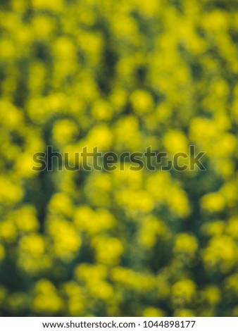 Flowers with blurred focus, green and yellow colour on blurred background.
