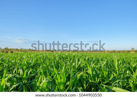 a front selective focus picture of organic young corn field at agriculture farm.