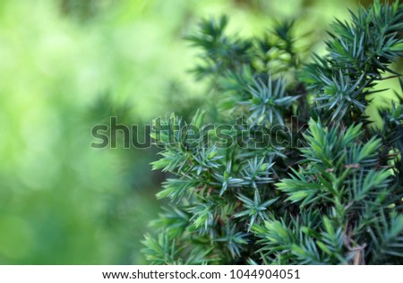 blue spruce branches on a green bokeh background. space for your text.