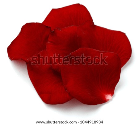 Petals of a red rose. Use printed materials, signs, items, websites, maps, posters, postcards, packaging.