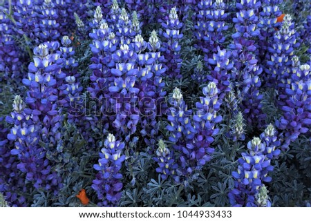 Blue wildflowers lupines, blue  meadow flowers