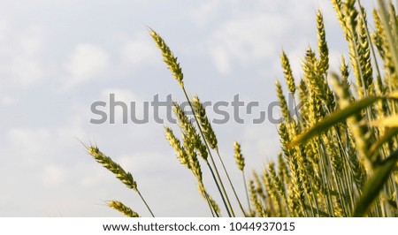 green wheat spikelets against the gray cloudy sky in the agricultural field, closeup of the inclined cereals