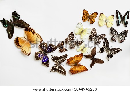 Variety of Butterflies over a white background. Image shot in flatlay style.