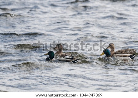 photo of wild ducks in nature
