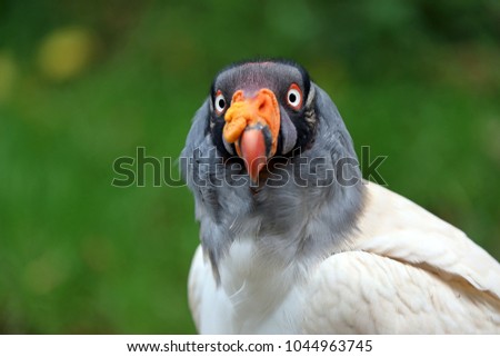 King vulture close-up portrait with a green background