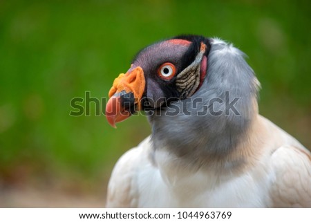 King vulture close-up portrait with a green background