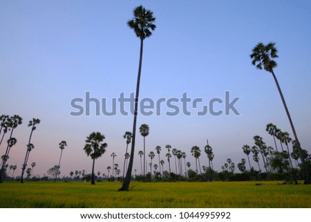 Sugar palm trees on grass field at during sunset.