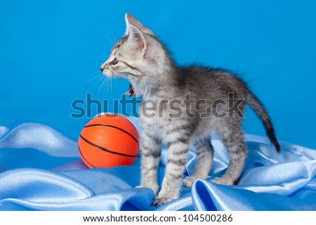 yawning gray kitten with a ball