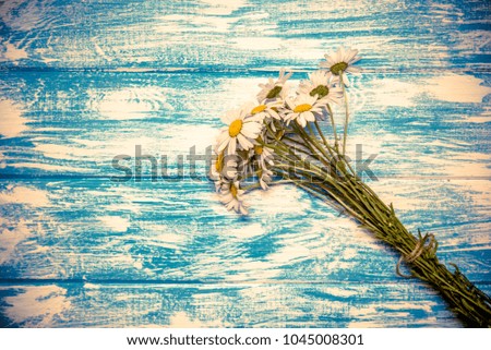 A bouquet of chamomile lies on a blue wooden background 