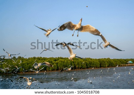 Motion blur seagulls eating food on sky