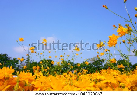 field of beautiful Yellow Cosmos hybrid in morning sunshine blue sky,trees in background, worm eyes views photo 