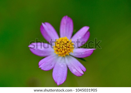A macro picture of purple flower