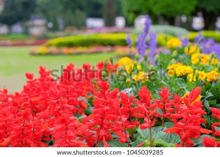 A front selective focus picture of blooming red flowers with blurred colorful flowers garden background. 