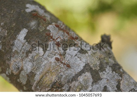 Closeup red ant on tree with burly background