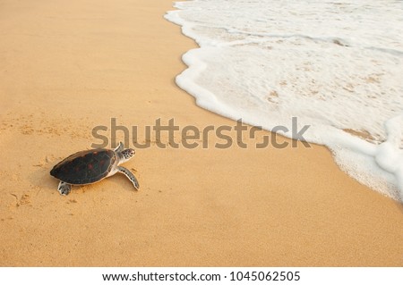 Baby Green Turtle going to the ocean for the first time. Golden sand beach and gently waves. Phang Nga Province, Thailand. Freedom concept. Copy space.