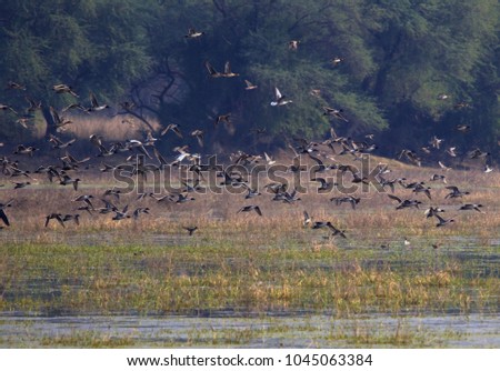 Northern pintails in bharatpur. keoladeo natianal park.India.