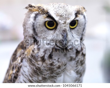 closeup portrait owl 