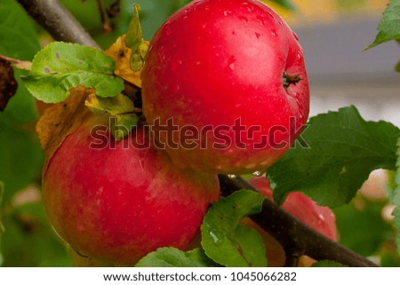 Red apples growing on tree after rain on green leaves background