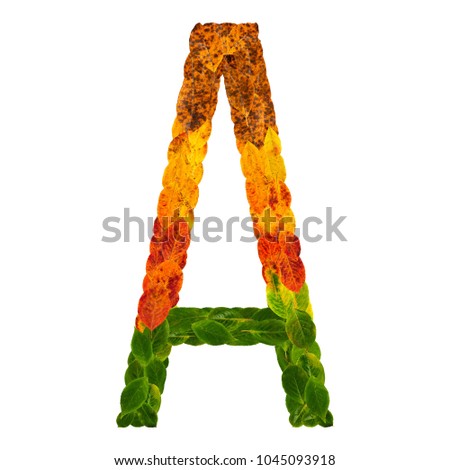 Autumn leaves bright letter A. Natural multi layers living leaves isolated on white background. Colorful character of alphabet letter font. Element nature for decoration, design of inscription.