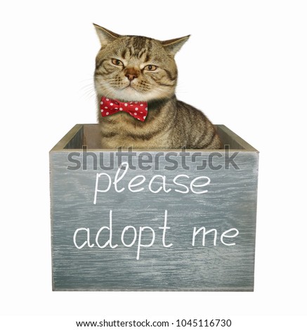 The cute cat is in a wooden box, on which there is an inscription " Please adopt me ". White background.