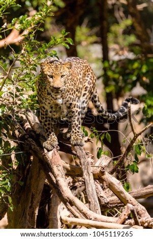 The Panthera paedus or leopard leave as wild as at a zoo..