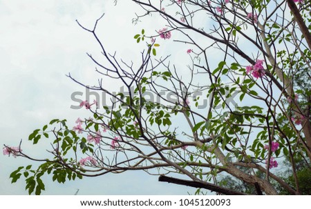 Flowers in Thailand