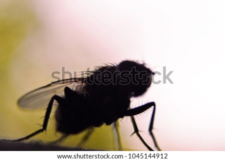 Fly bug insect silhouette, Selective Focus. Entomophobia or Infection threat concept