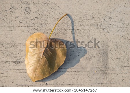 Pho leaves on the street.