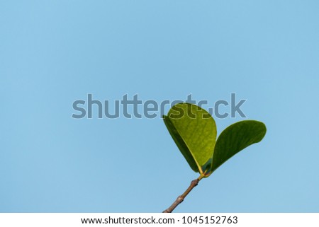 Green leaf on the tree branches natural in summer season colse up,For holiday background and wallpaper