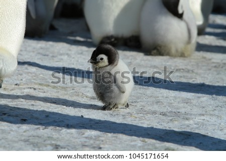 Emperor penguins (aptenodytes forsteri)with Chicks in the colony on the ice of the Davis sea, East Antarctica