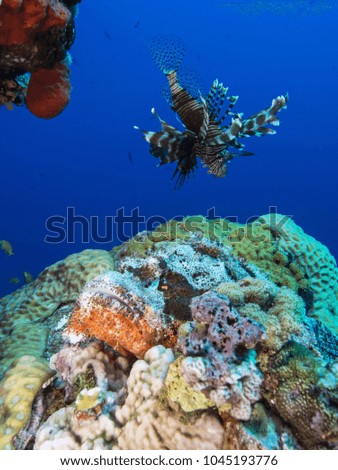 scorpionfish under water